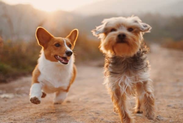 keeping your pets safe